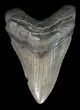 Megalodon Tooth - South Carolina #43028-1